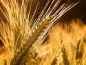 купить семена пшеницы оптом
